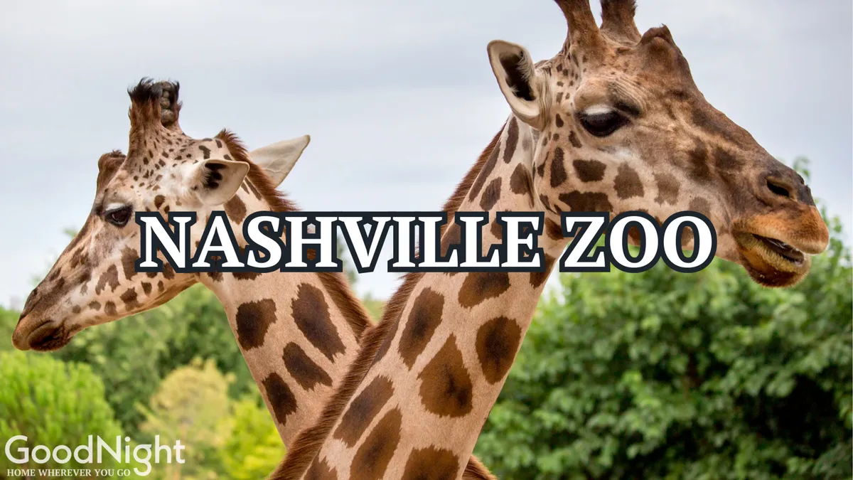 This lively exterior shot features giraffes surrounded by lush greenery, capturing the joy and wonder of observing wildlife at the Nashville Zoo. The image conveys the excitement of interactive family outings and animal encounters.